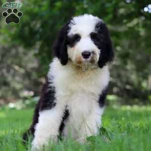 Wyatt, Sheepadoodle Puppy